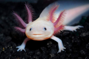 Axolotle - ларви на атмосфера. Снимка, описание Axolotle - ларви на атмосфера. Снимка, описание